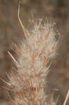 Bushy bluestem